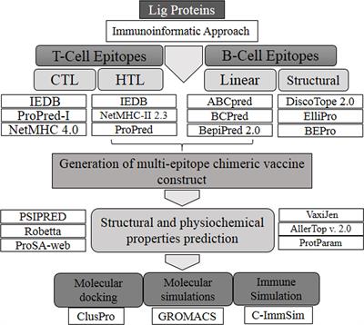 <mark class="highlighted">Immunoinformatics</mark>-Based Designing of a Multi-Epitope Chimeric Vaccine From Multi-Domain Outer Surface Antigens of Leptospira